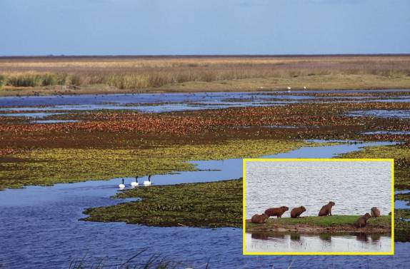 A Estação Ecológica do Taim é um grande banhado (planície alagada) entre a Lagoa Mirim e o oceano, ao norte da Lagoa da Mangueira, no Rio Grande do Sul, lar de milhares de pássaros, capivaras e outros animais (fotomontagem da Internet)